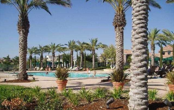 valencia-belcaro-palm-trees-and-pool