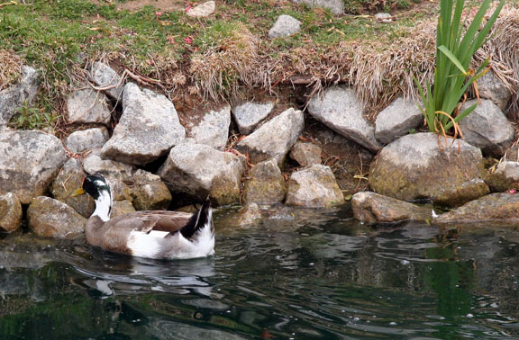 duck-and-grass-1