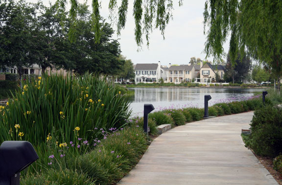 lillies-and-lake-1