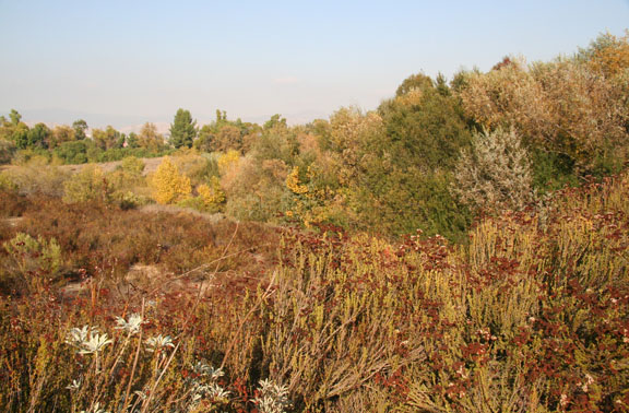 Valencia Woodlands natural park