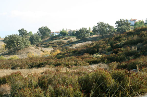 Valencia Woodlands homes overlooking parkland